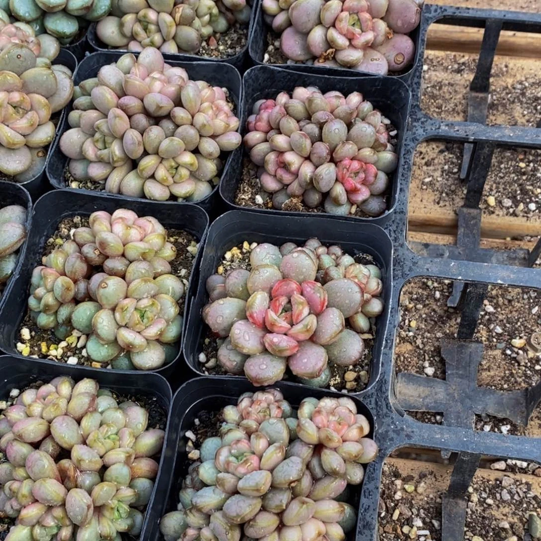 246多肉植物保护研究所所长助理研究员