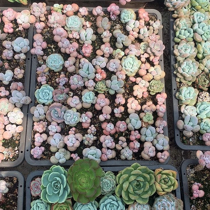 无花朵我破婆婆二年后Rom room够po po