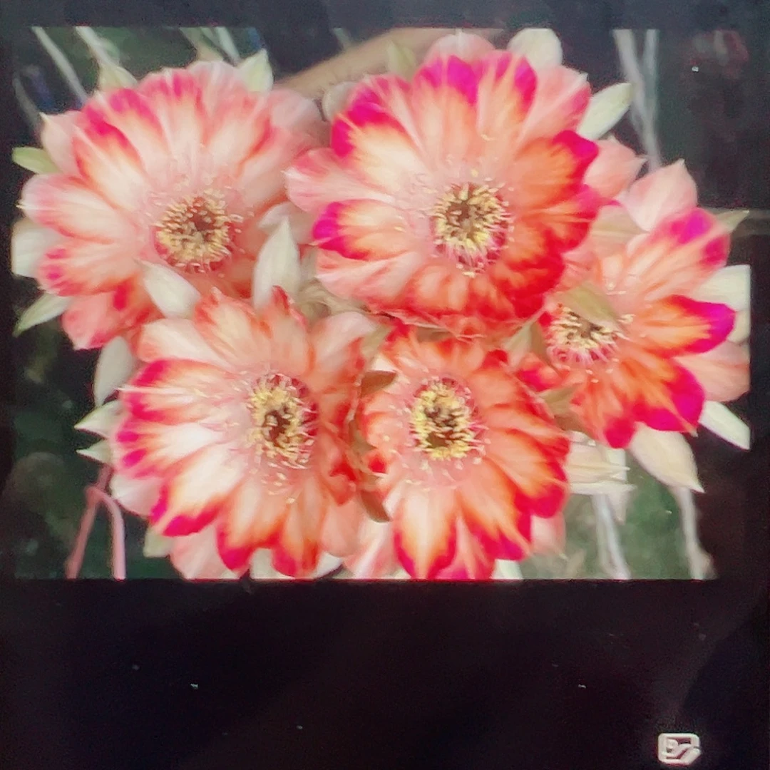 丽花 花公子 侧芽 满20包邮