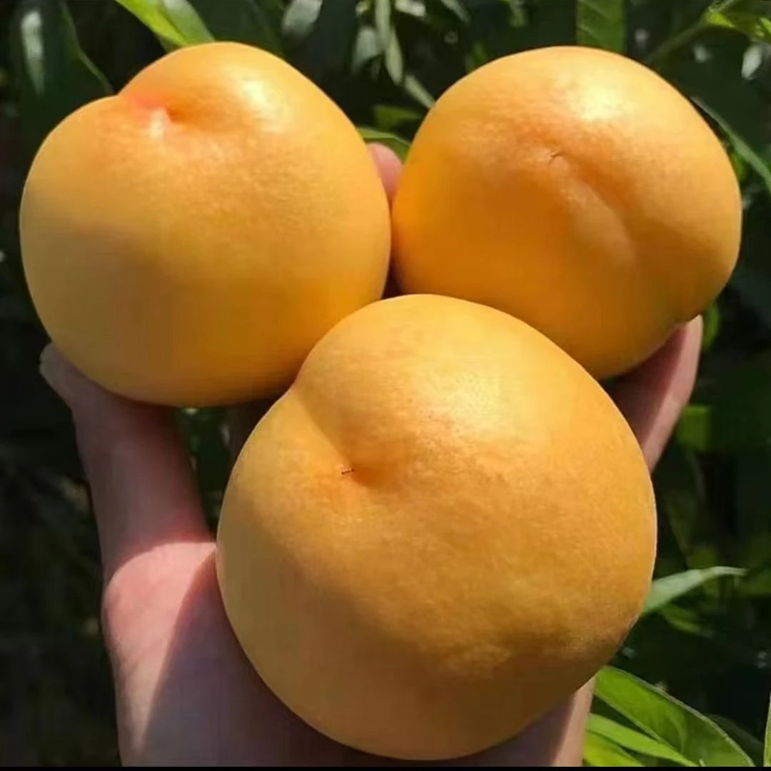 山东蒙阴高山黄油桃无毛黄油桃带箱5斤(顺丰包邮）净重4.5斤