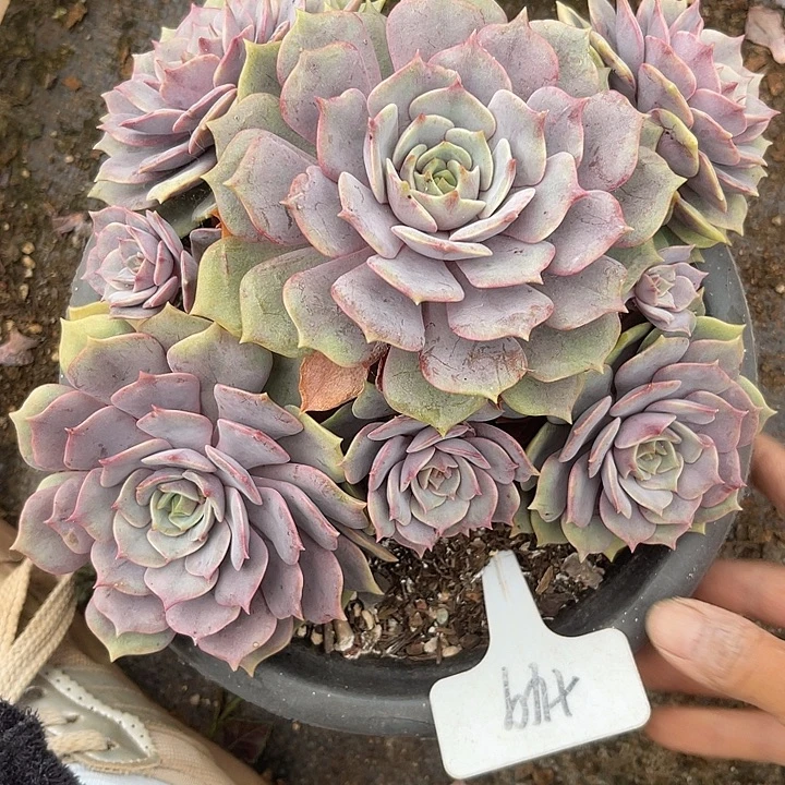 两单包邮，一物一拍49紫姬