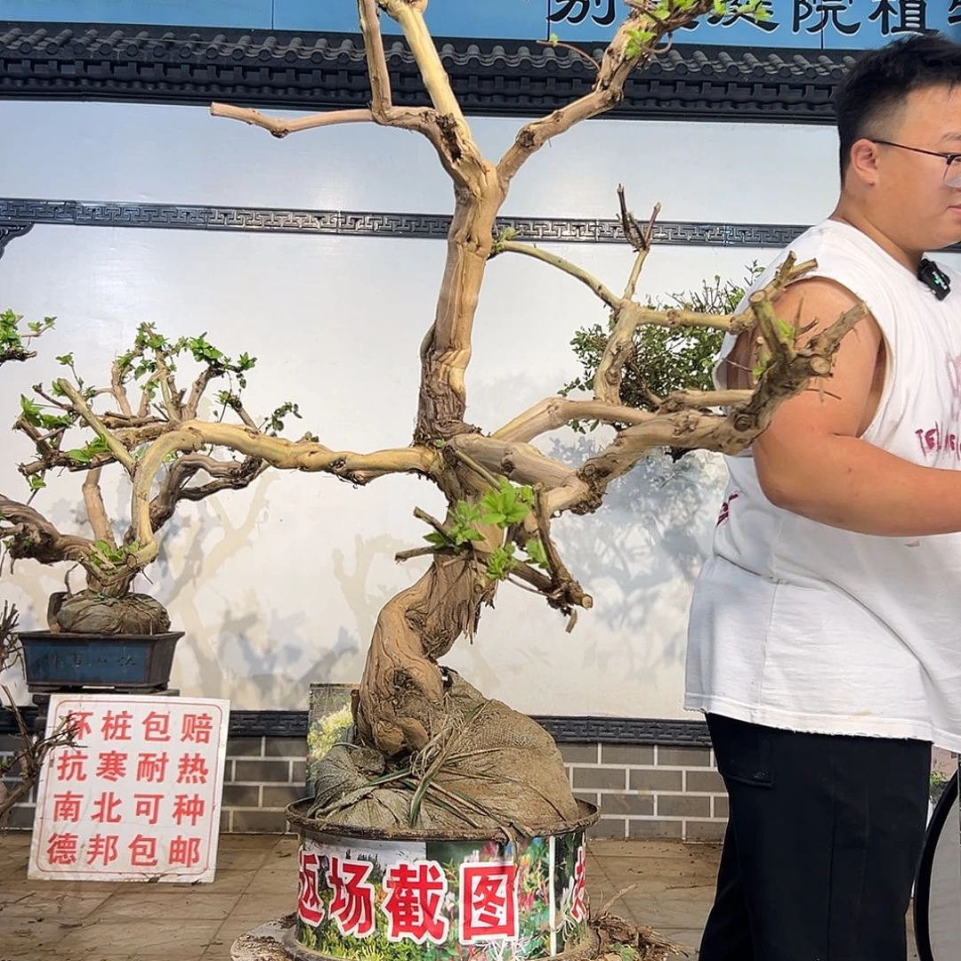 完全开放金银花开花395292698998