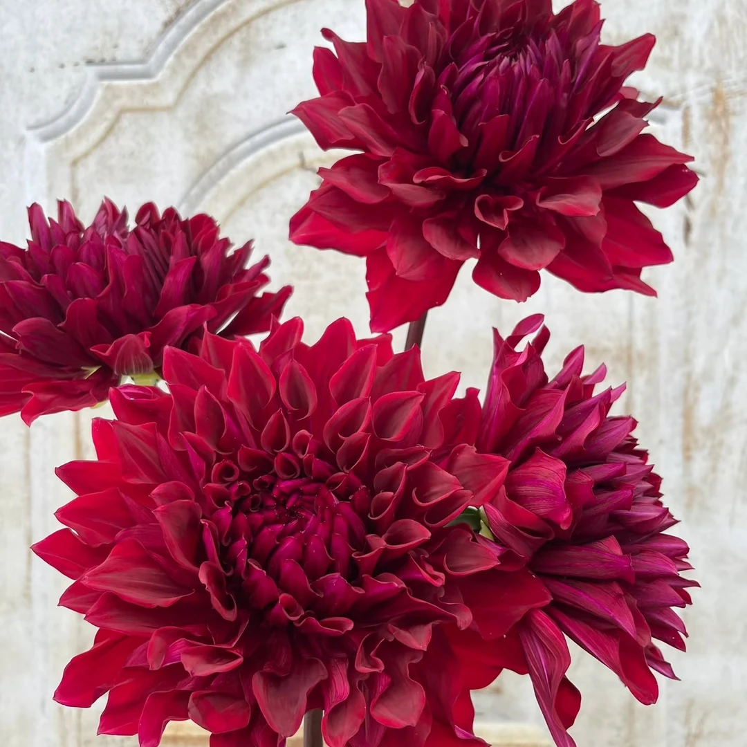 大花型【佐罗】进口大丽花多年生盆栽地栽送肥料