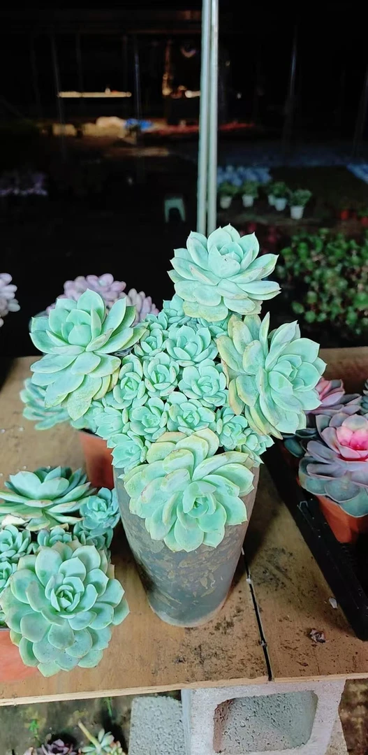 150杯手捧恋曲多肉