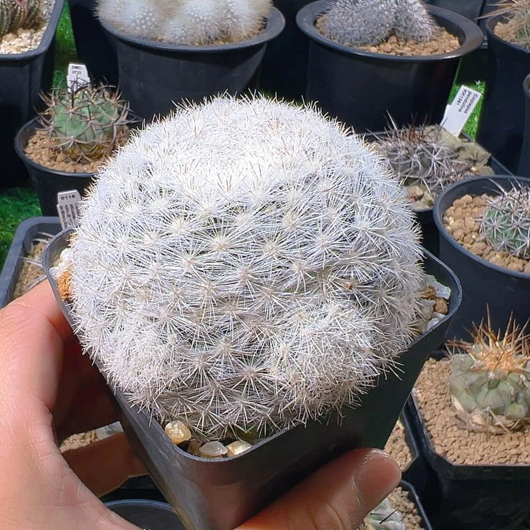 雪白丸实生7厘米盆