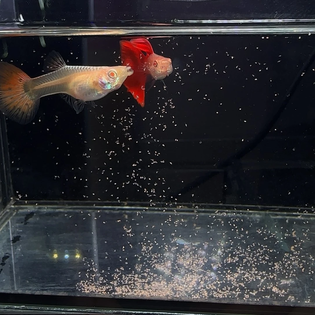 孔雀鱼蛇纹红尾一对
