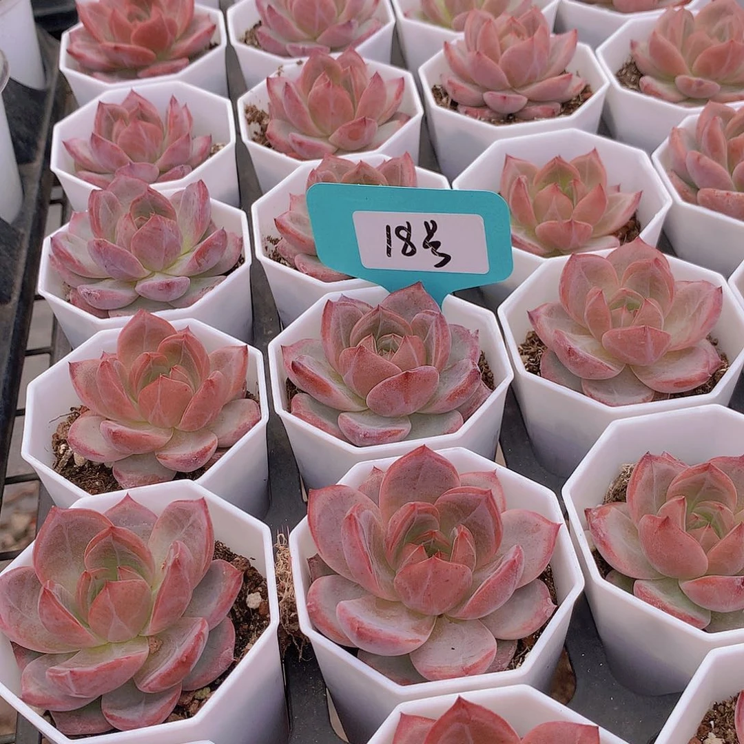 18号两颗夜魔侠34567899900