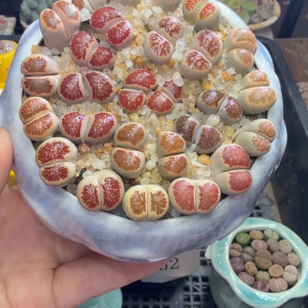 肉****多肉植物福利冲冲冲679