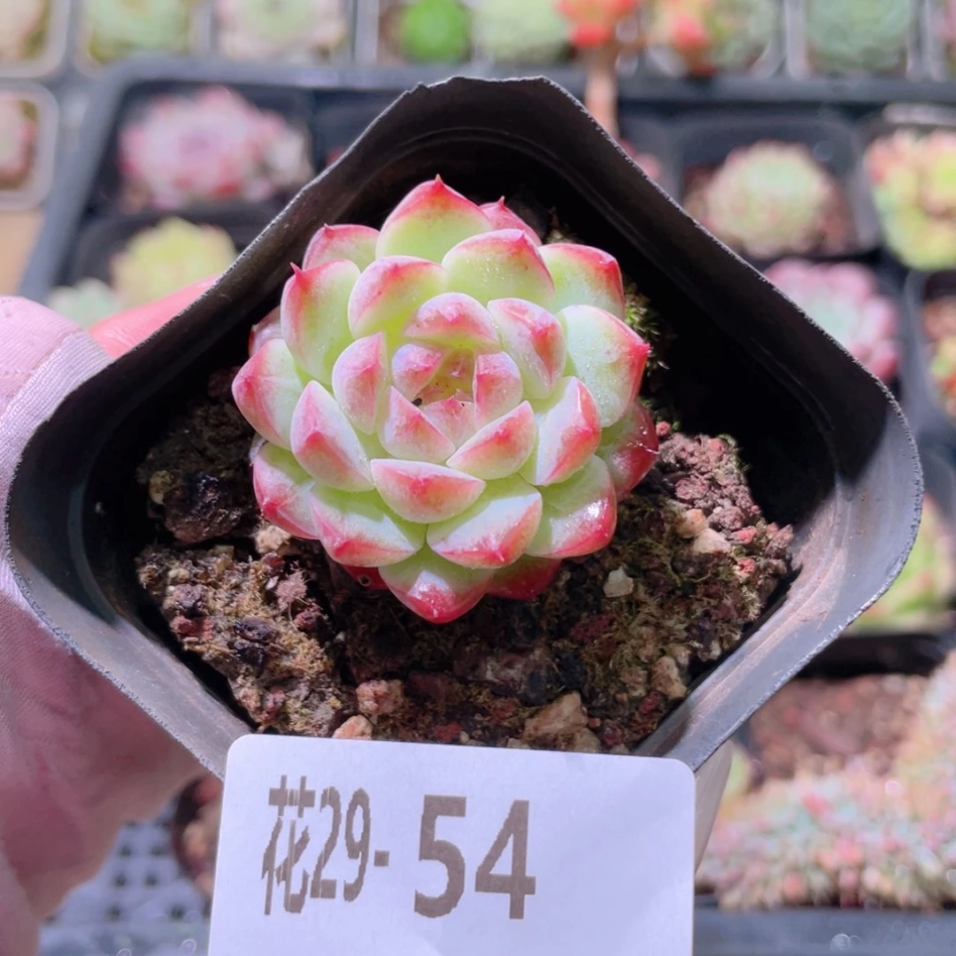 花利美29-54新品单头
