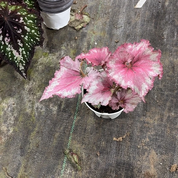 完全开放初恋秋海棠