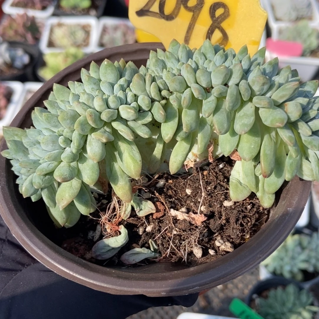 2098奶糖缀多肉植物