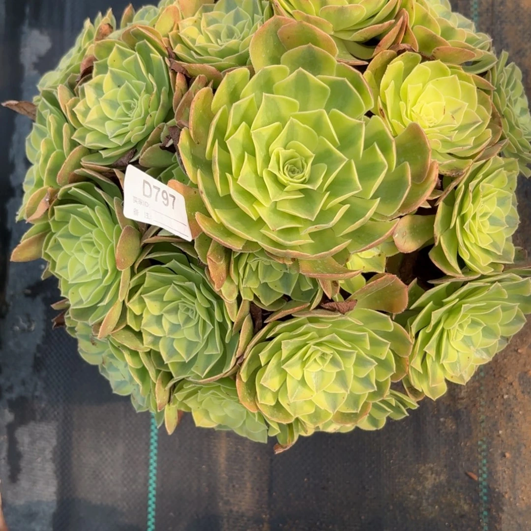 蔷****797雨河多肉植物发货