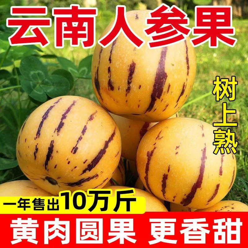【树上自然熟】正宗云南石林人参果黄果黄肉新鲜清甜多汁应季水果