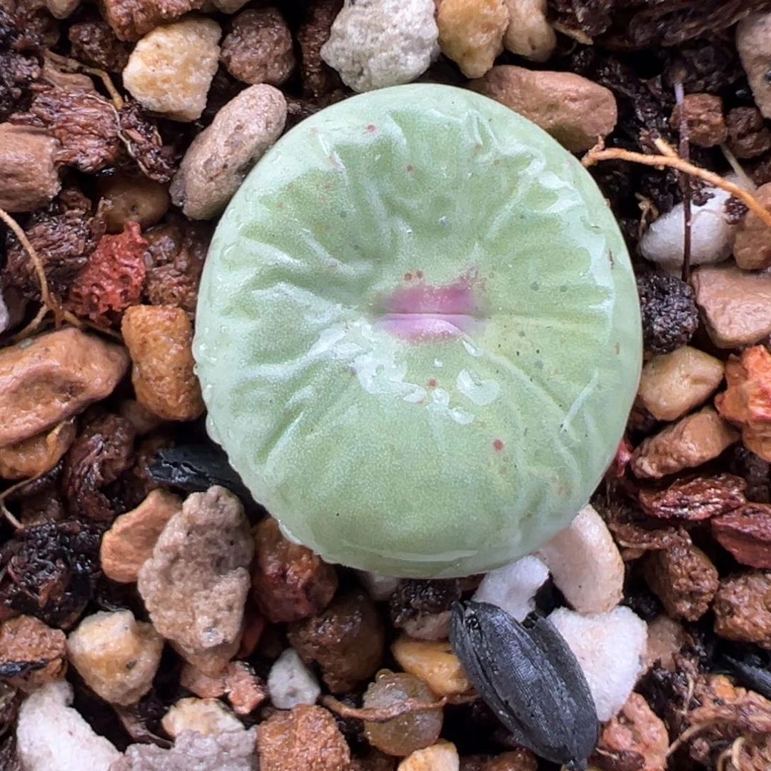 11.20好看的多肉脱土发货927