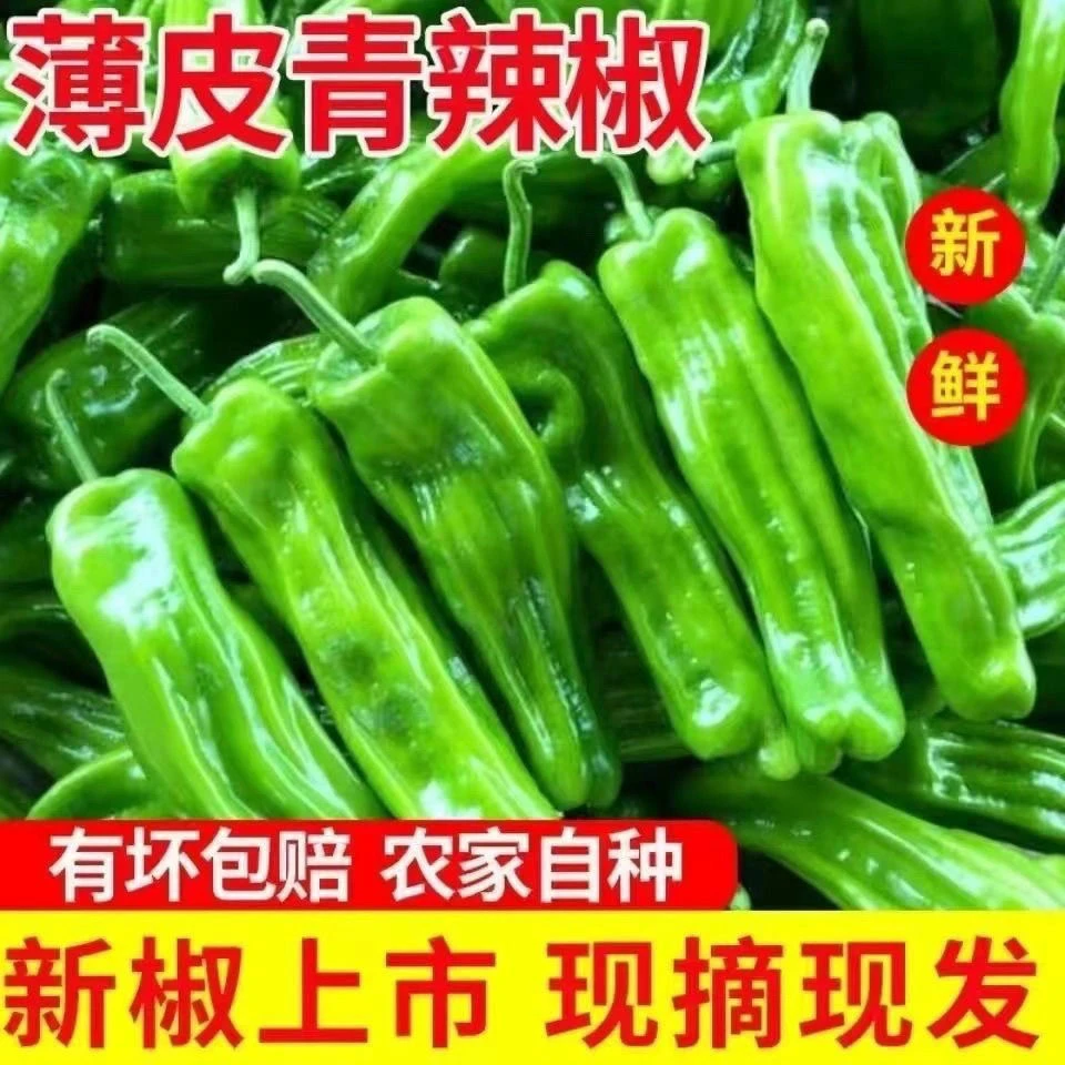 新鲜现摘农家自种薄皮微辣青椒应季蔬菜
