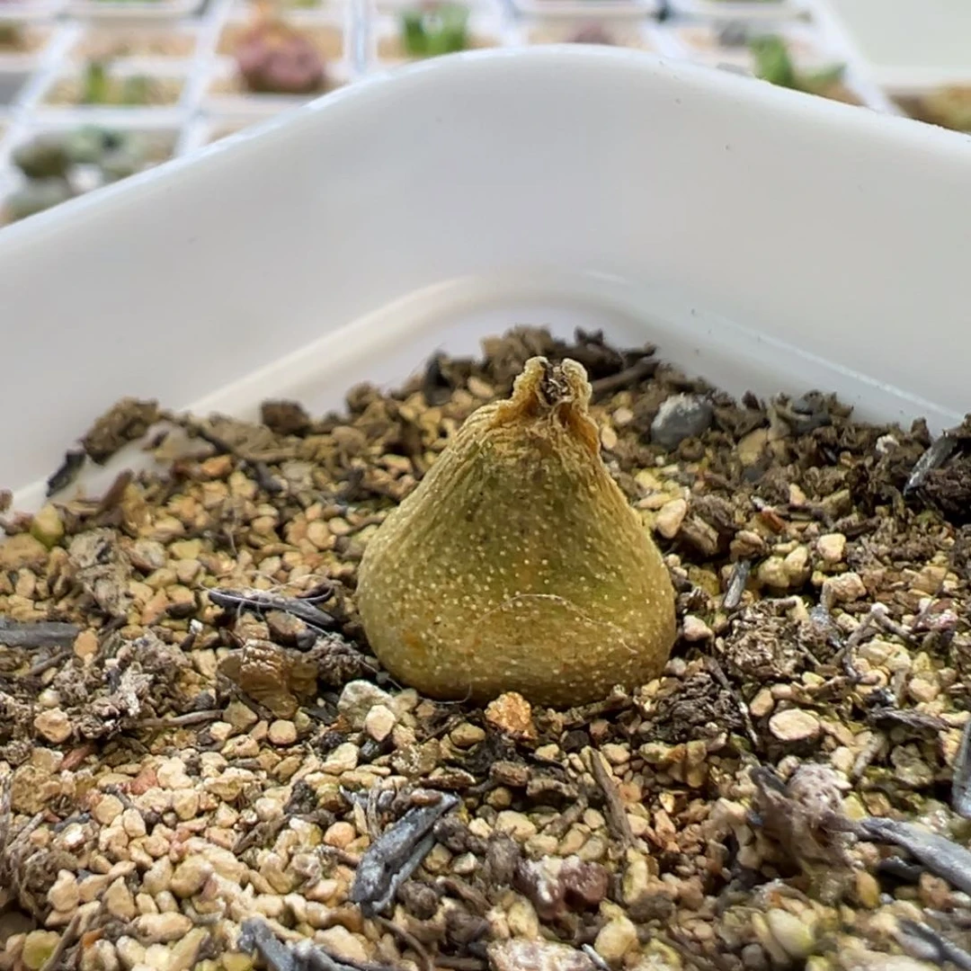 ?**单简单专拍 肉锥植物
