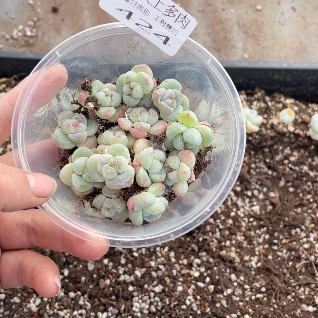糕大上多肉植物424