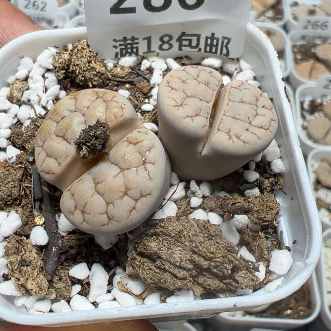 【闪购商品】 286。