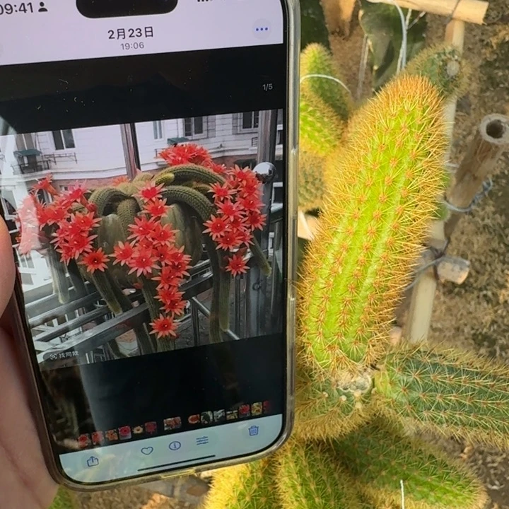 224金妞红水晶无根侧牙8公分左右3个