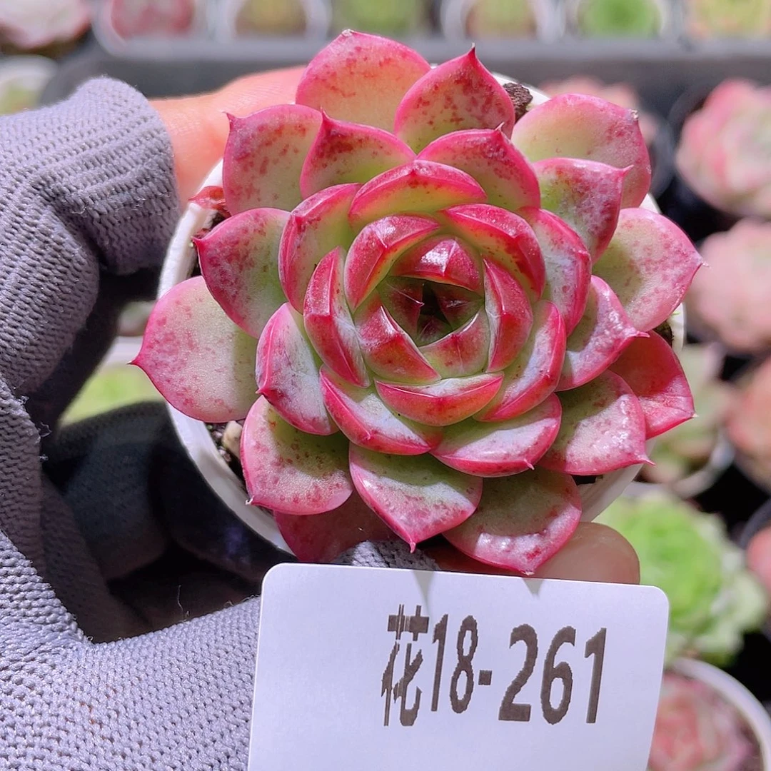 花利美18-264新品