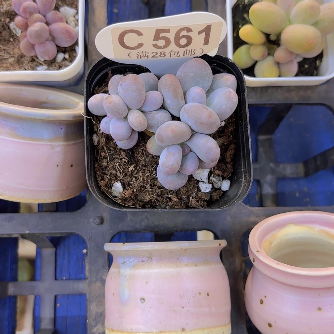 C561彩虹奶一物一拍啊