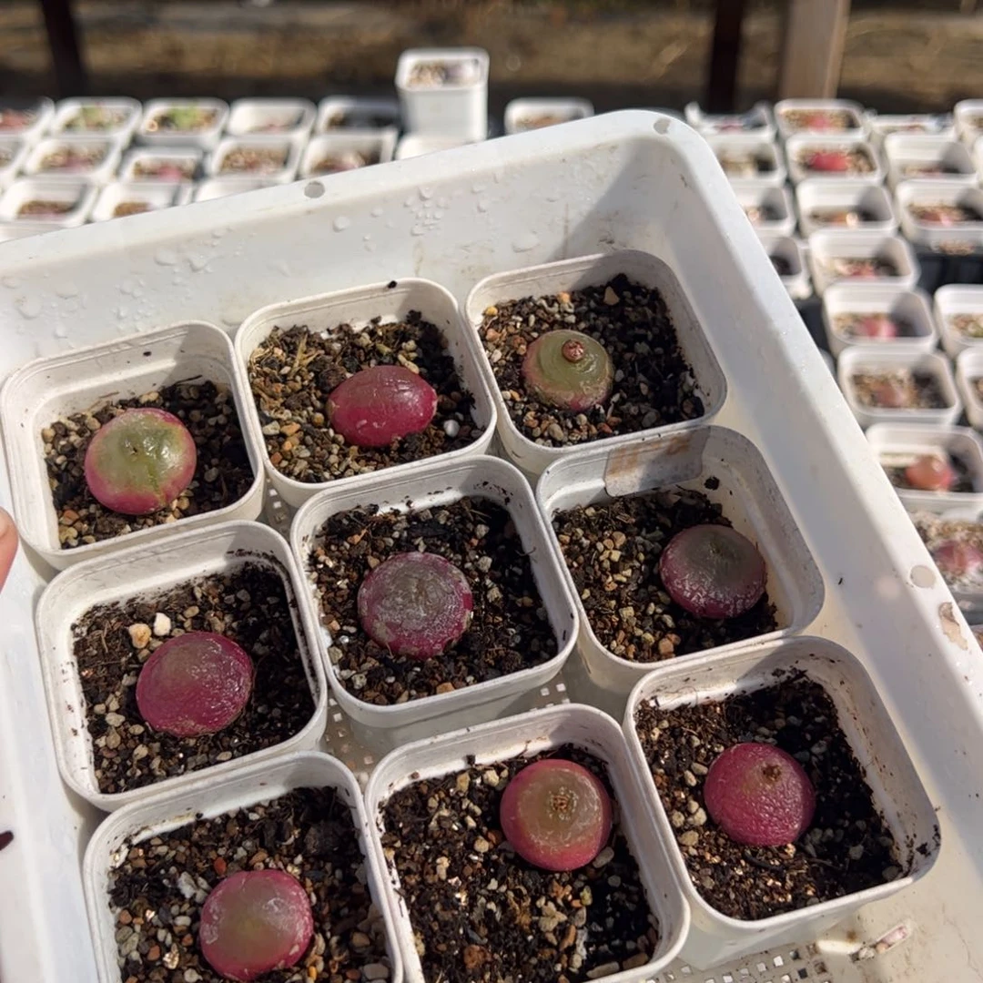 1077多肉植物百科