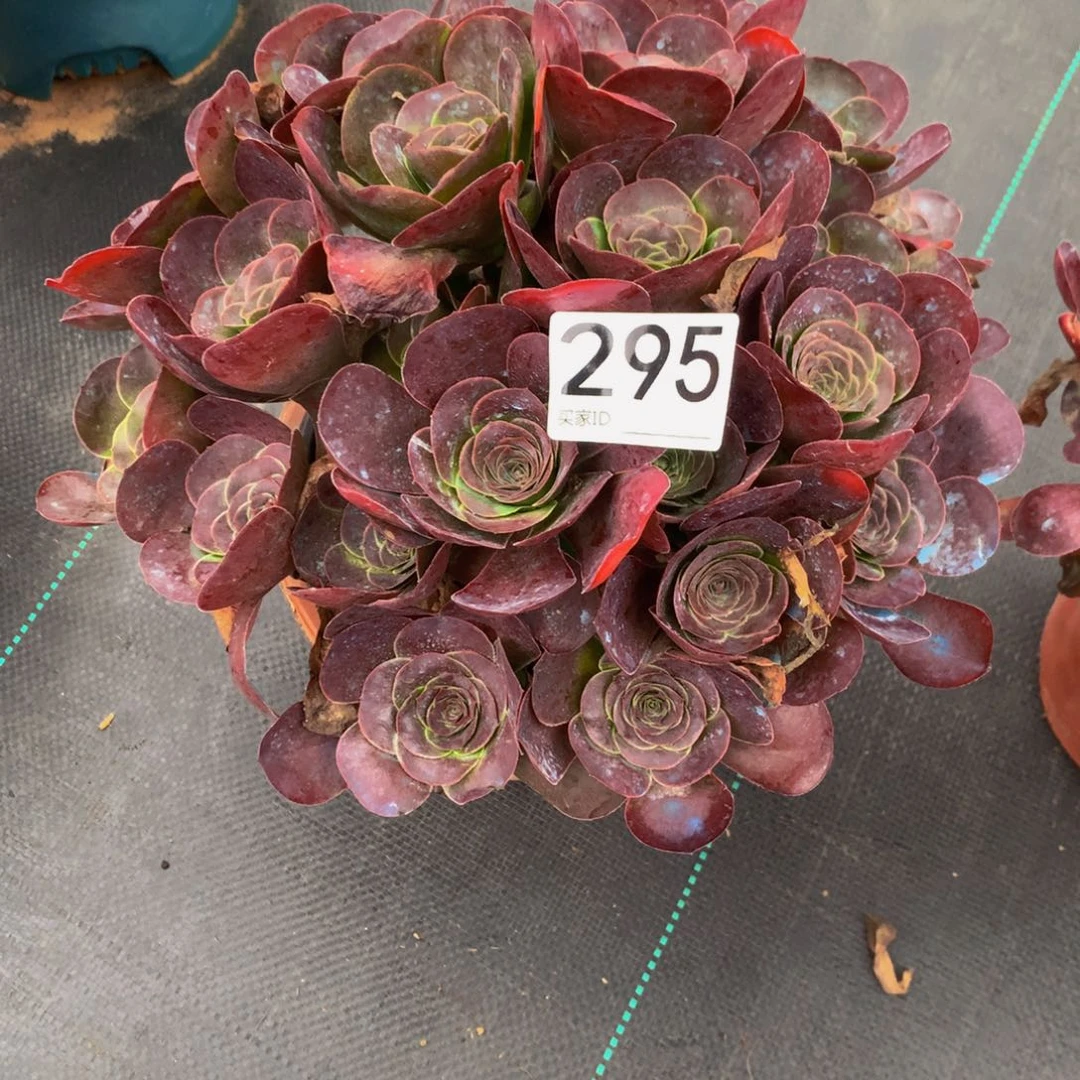 红***儿法师多肉植物295枚金