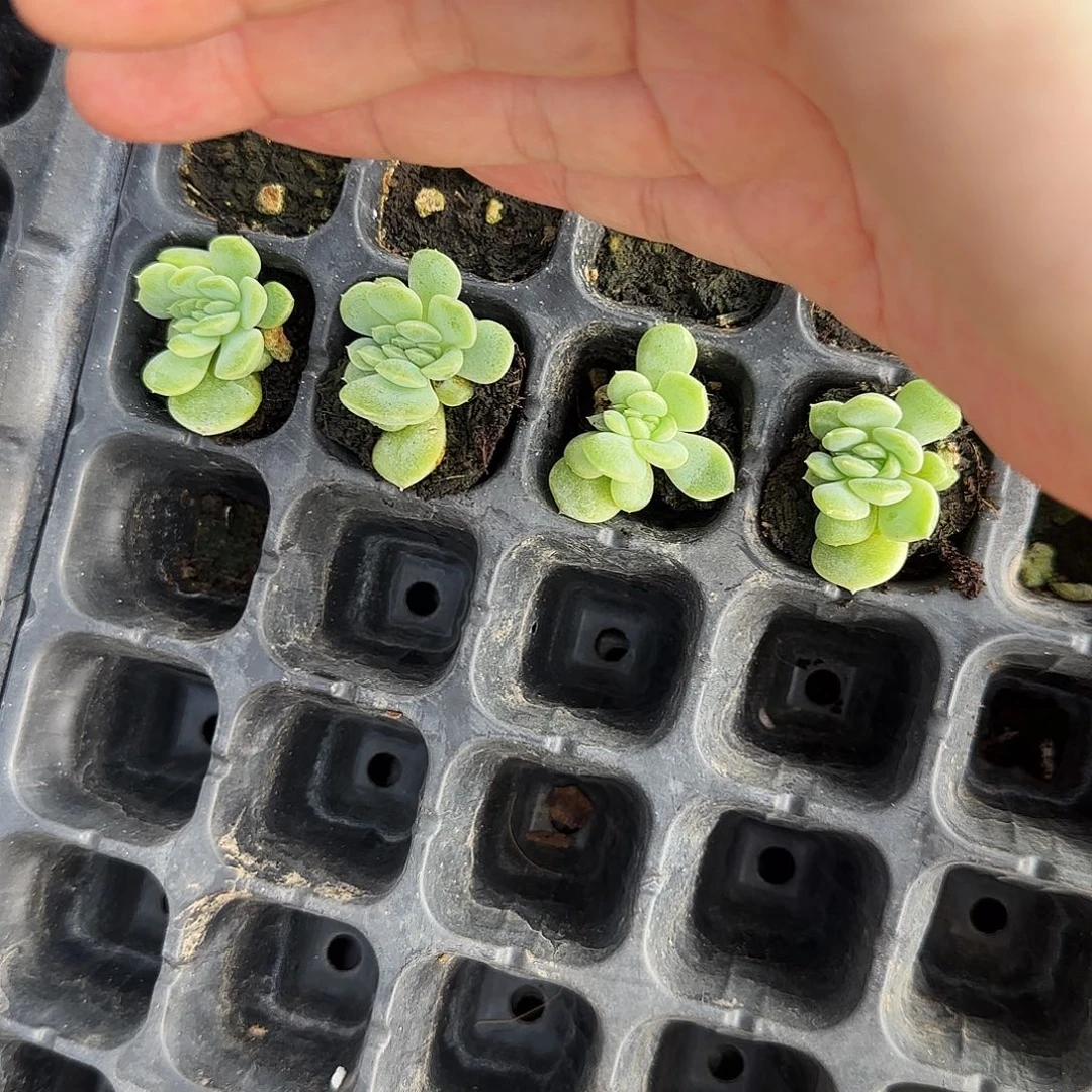 T7疑似甜心一个满25包邮，