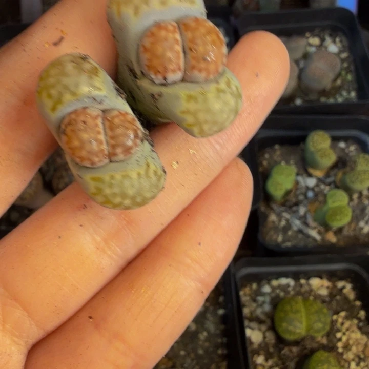 奥****姜多肉葡萄的季节性25