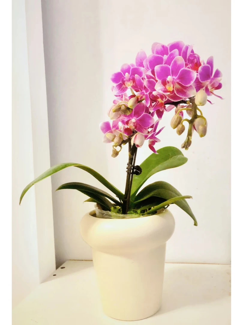 双剑【香格里拉】2.8杯蝴蝶兰，丰花型小叶品种，根系很好不带花