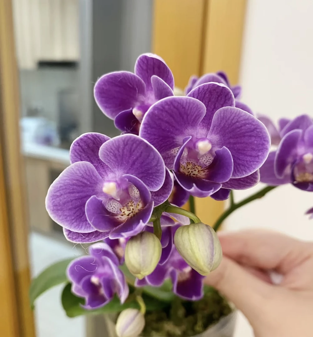 欧洲小兰蝴蝶兰3.5加高成熟苗不带花室内盆栽植物基地直发