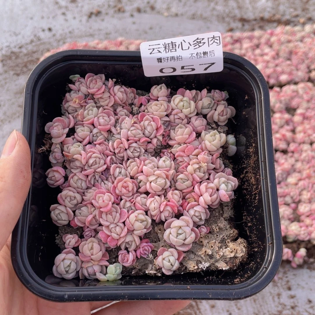 云糖心多肉植物57