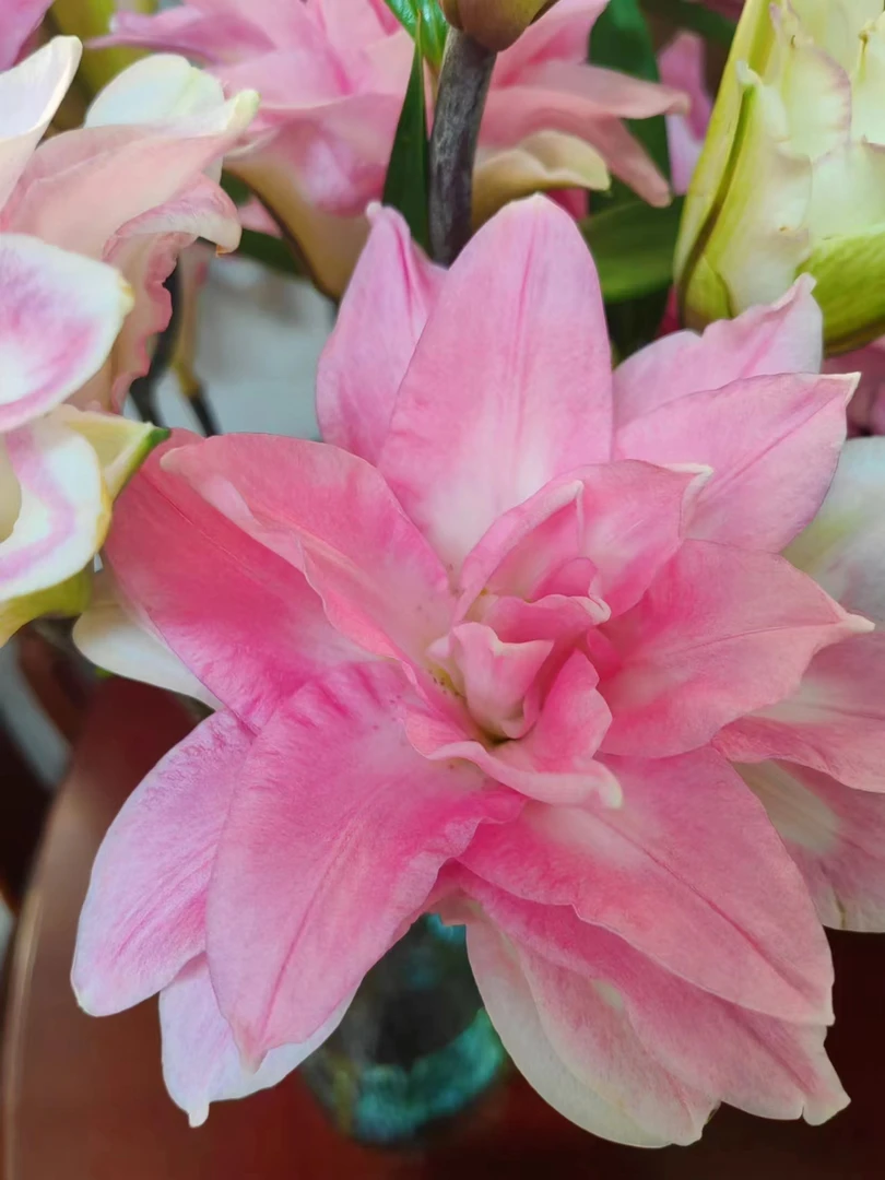 AA重瓣百合优尼格