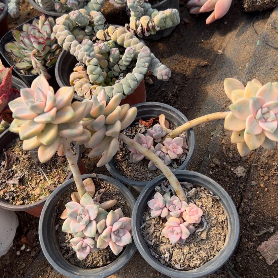 多肉植物多头没醒