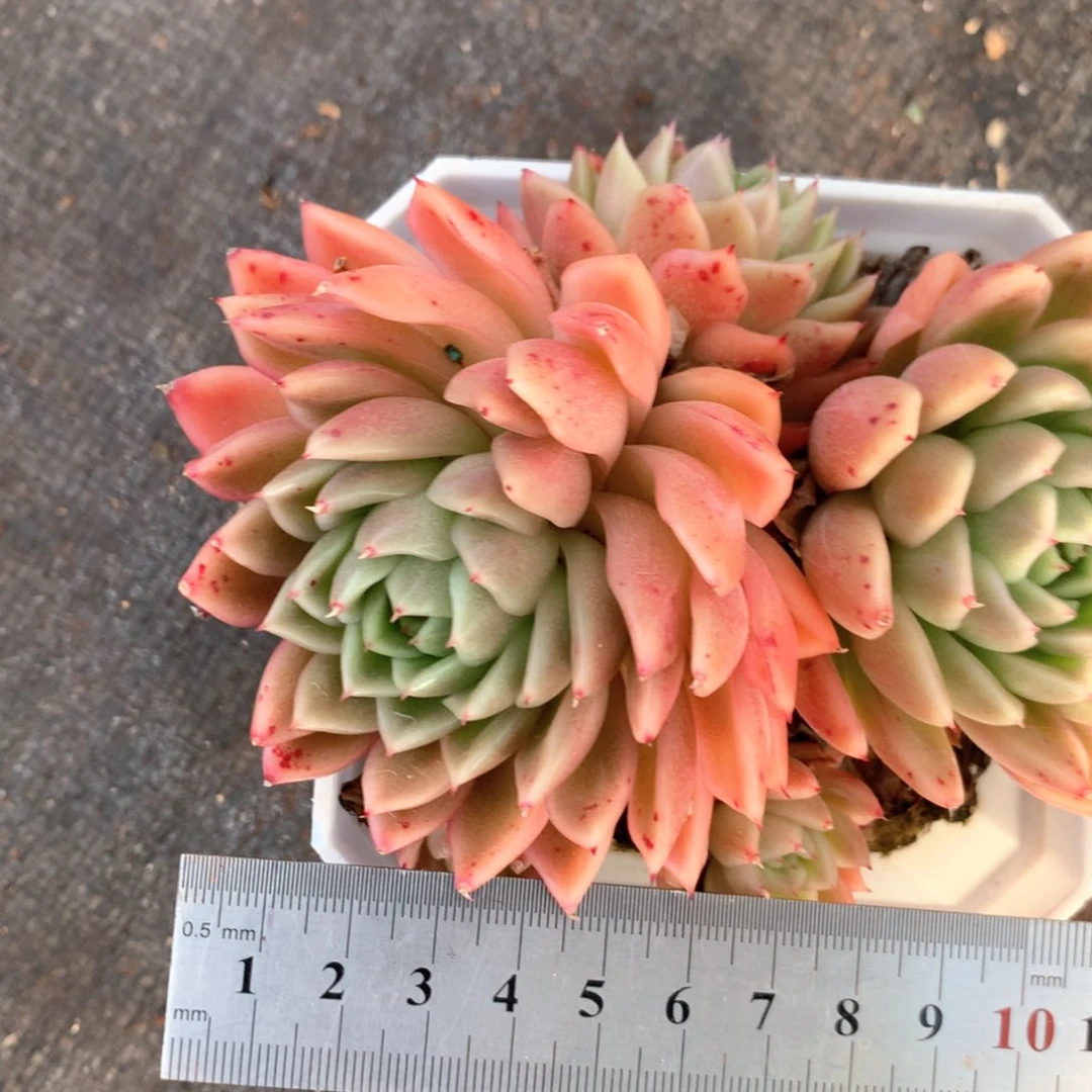 3712杂交多肉植物