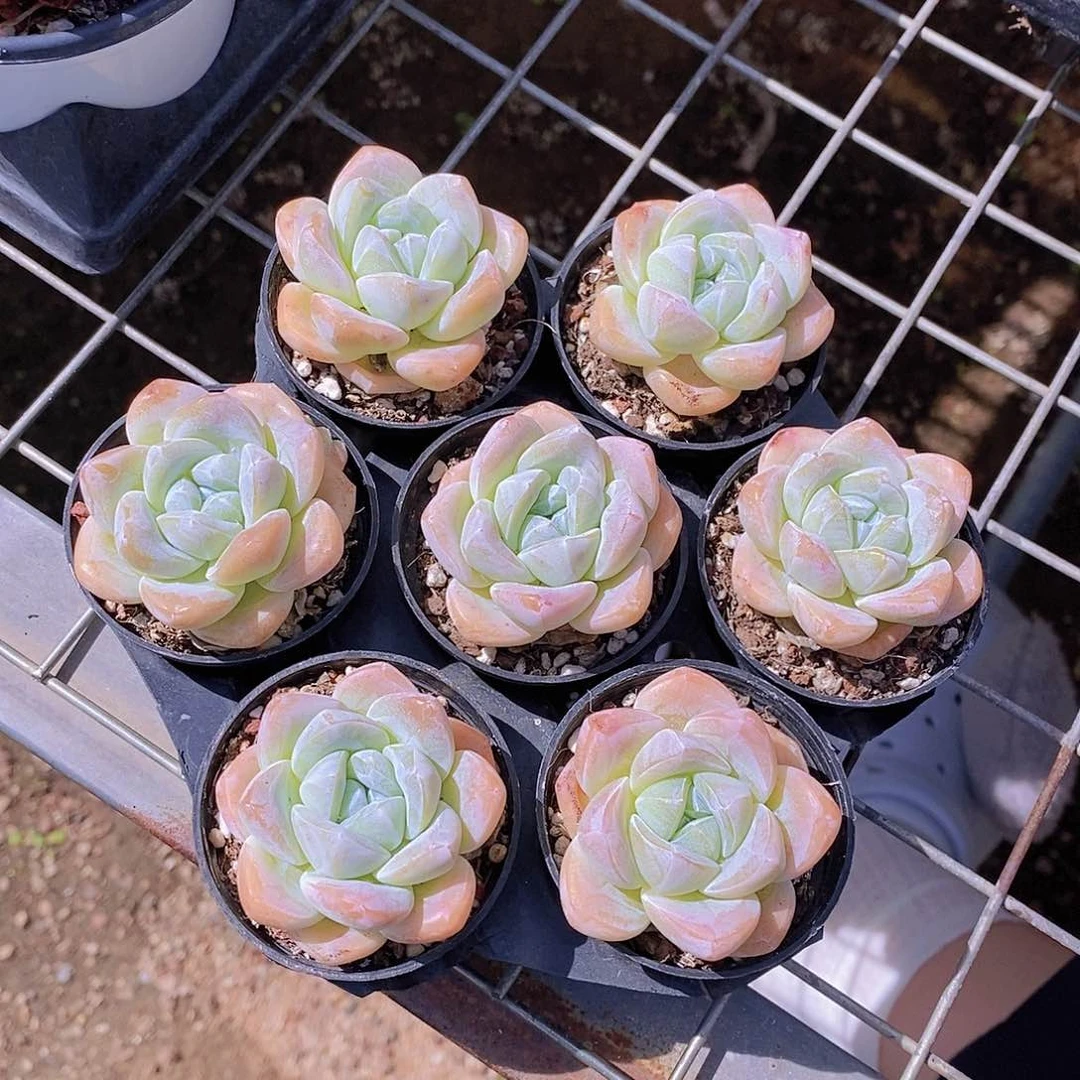 0723-福利小单头冰玉7颗带托架量拍