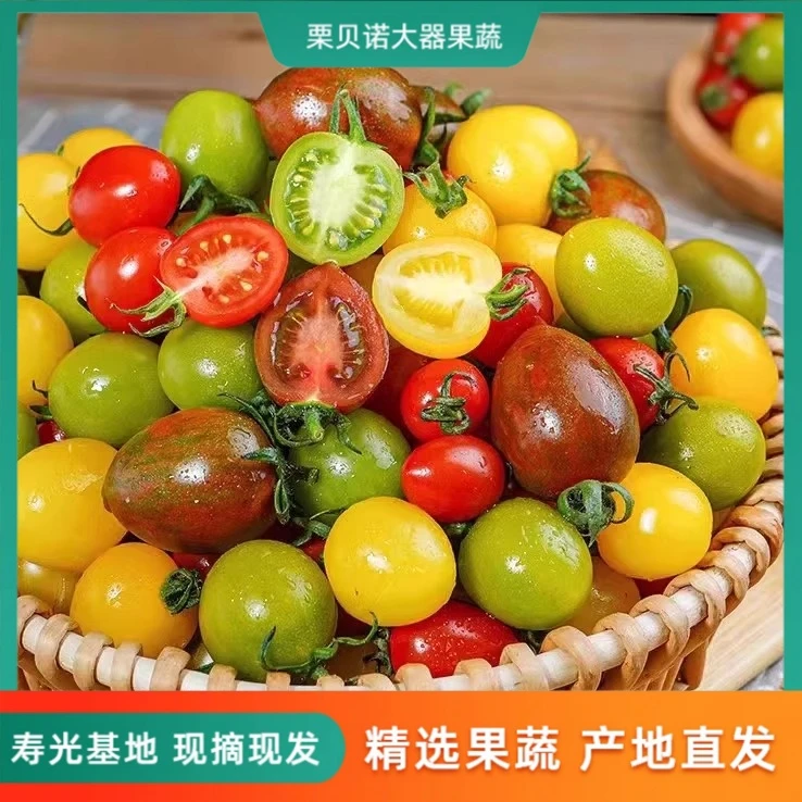 山东寿光多色混装小番茄圣女果三色清甜爆汁源头直发