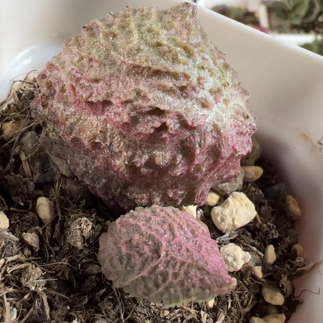 巨猪宝水泡多肉植物水泡