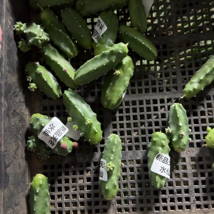 275新品种水仙一个无根侧牙软，20包邮