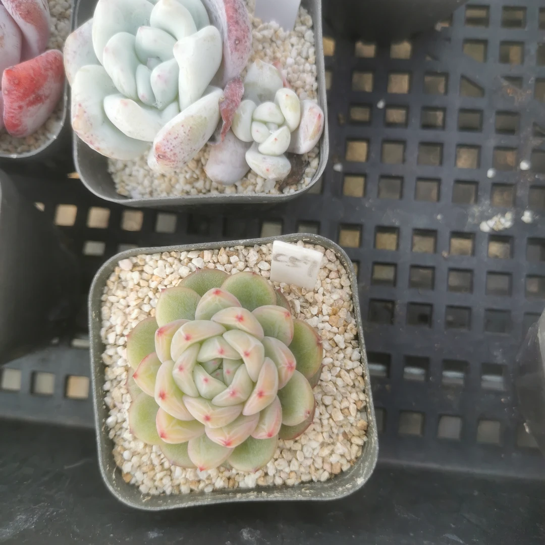 雪花珍妮红色恋人黑骑士