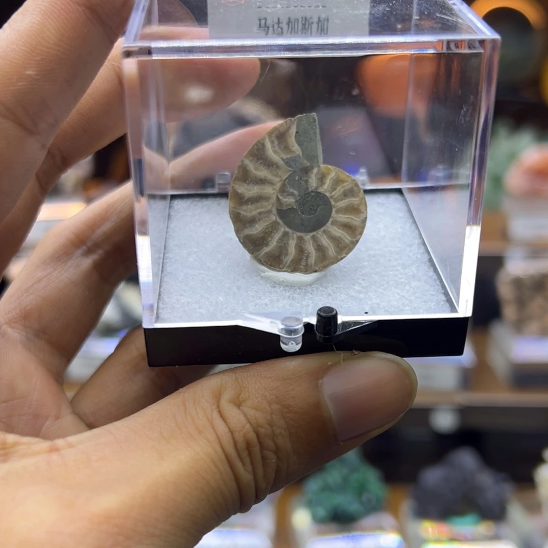 石材螺化石1212121