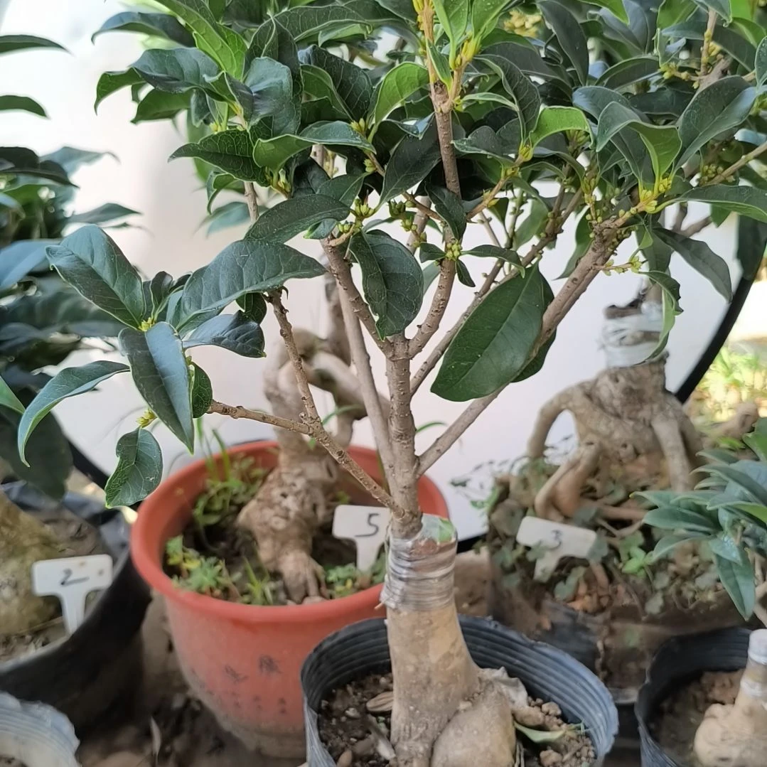 西***4完全开放八月桂阵香