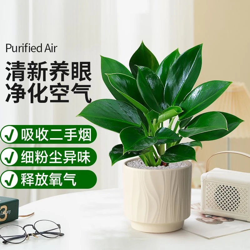 【新疆包邮】金钻绿公主绿植盆栽室内净化空气好养活植物