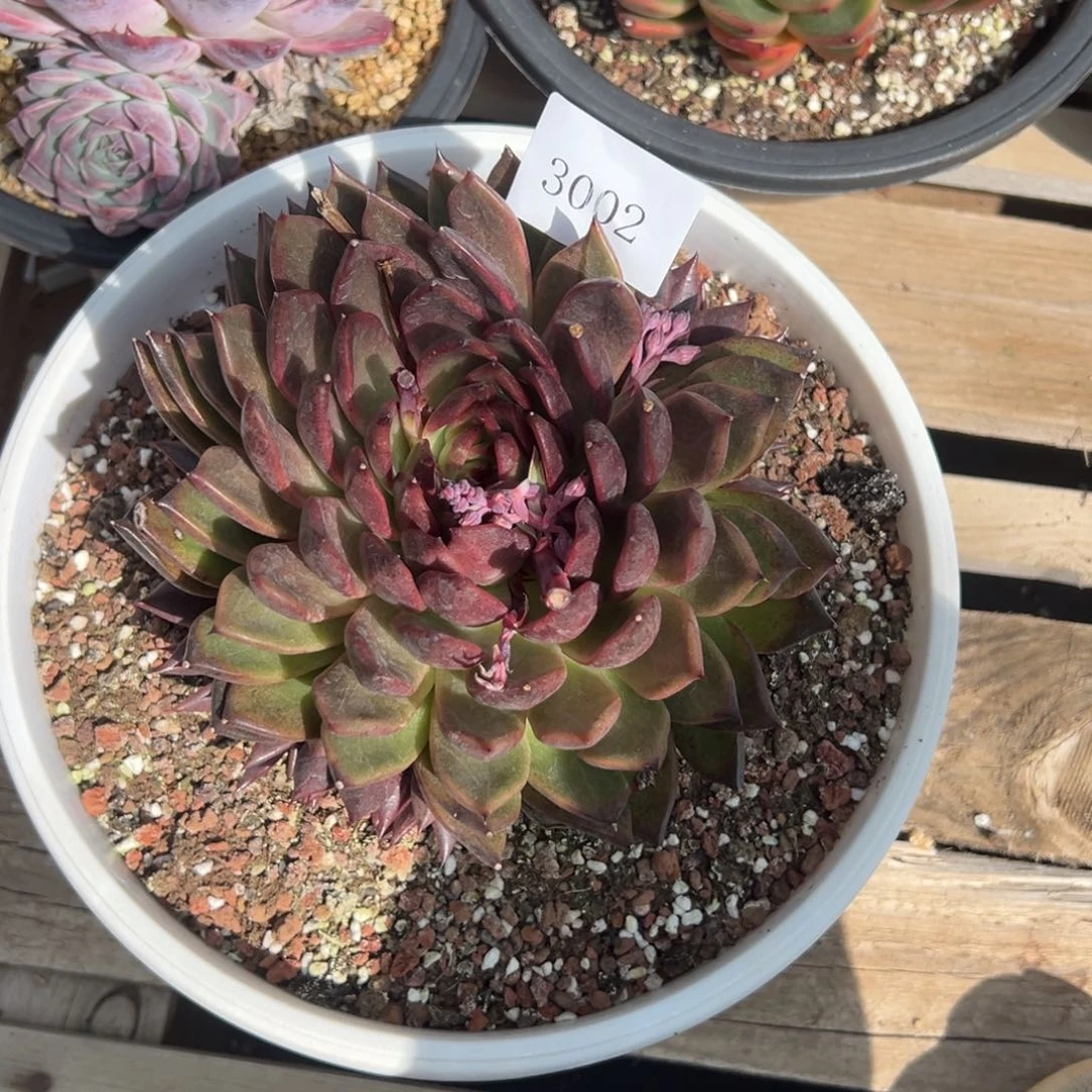 鹤**中3002多肉多多多多多