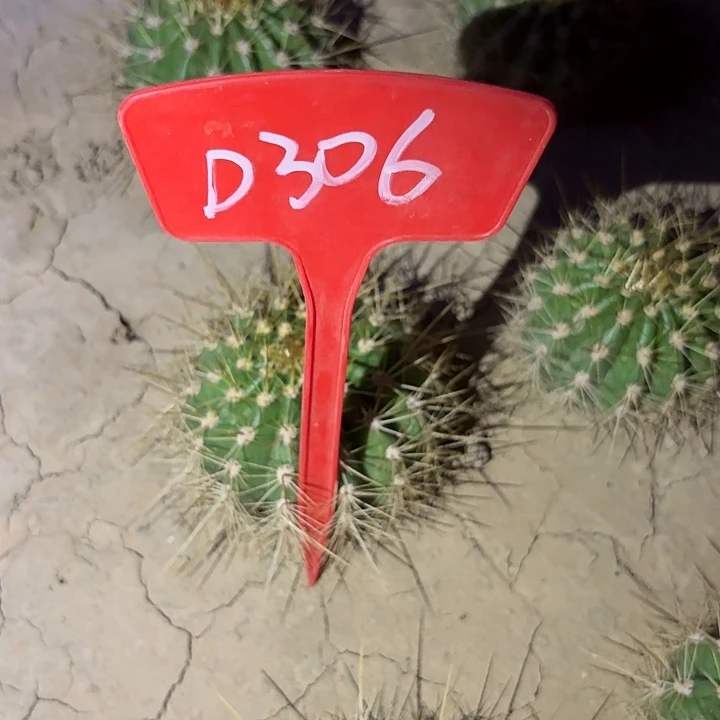 甜*D306,3-533瑕疵歪头