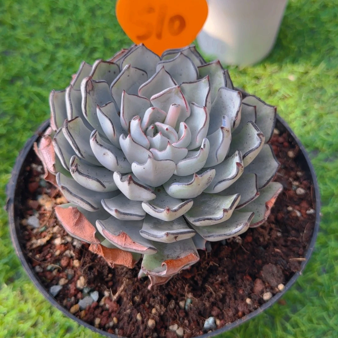 媚**学510多肉植物一物一拍