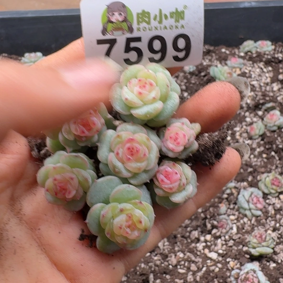 多肉植物多肉植物