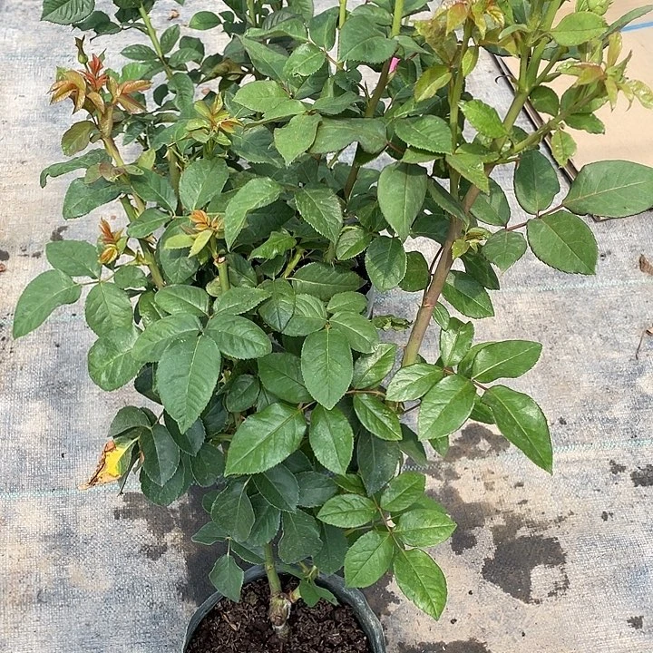 完全开放VIP粉贵宾粉根接大苗