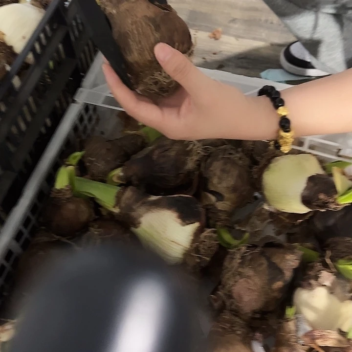 梦露6.5公分花后球