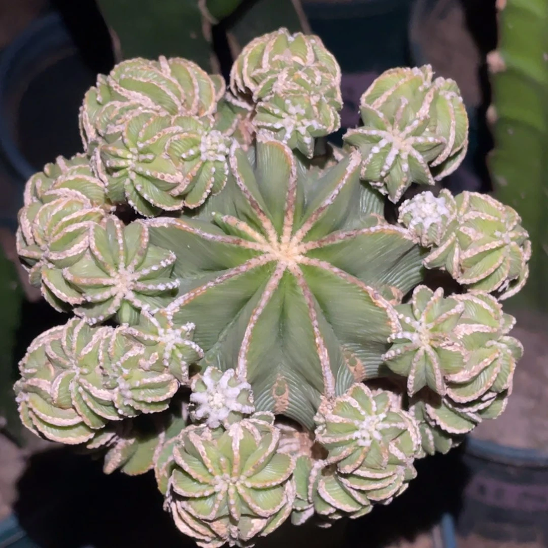 全部花朵新顿花笼 大群体 寄养代卖